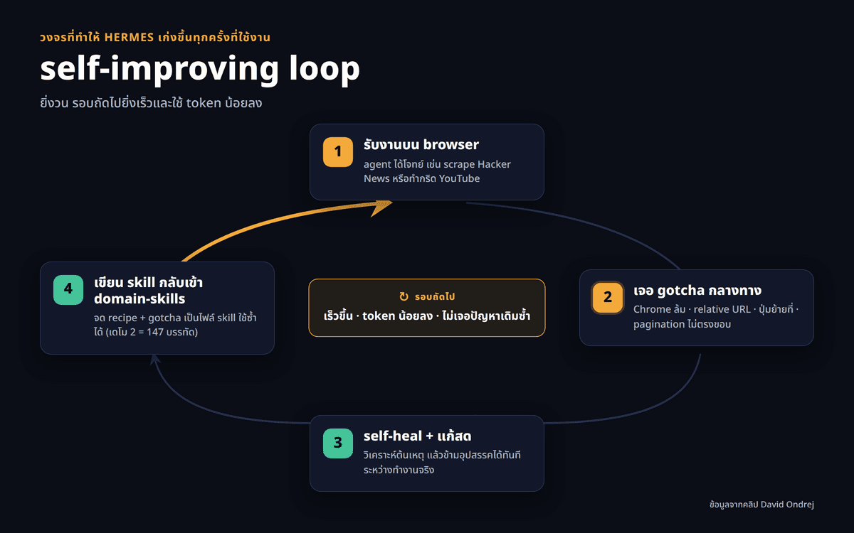 แผนภาพวงจร self-improving loop ของ Hermes agent ร่วมกับ browser harness วนซ้ำ 4 ขั้นตอน เริ่มจากรับคำสั่งงานบนเบราว์เซอร์ เมื่อเจอปัญหาจะทำการ self-heal กลางทาง จากนั้นเขียน skill บันทึกกลับเข้าโฟลเดอร์ domain skills เพื่อให้การทำงานในรอบถัดไปเร็วขึ้นและประหยัด token